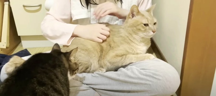 飼い主さんに甘える姿を見られたくない猫ちゃん…。そのとき取った行動とは？