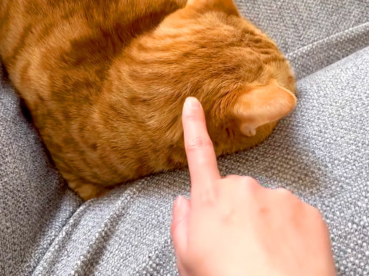 飼い主の帰宅に気づかず、ソファで寝ている猫→起こしてみた結果…反則級に可愛い『リアクション』に反響「おしゃべりが可愛い」「いーなー」