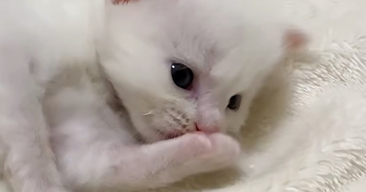 ミルクを飲み終えた子猫の『毛づくろいタイム』を撮っていたら…『可愛すぎる展開』に癒される人が続出「疲れた体に染みる」「キュンときた」