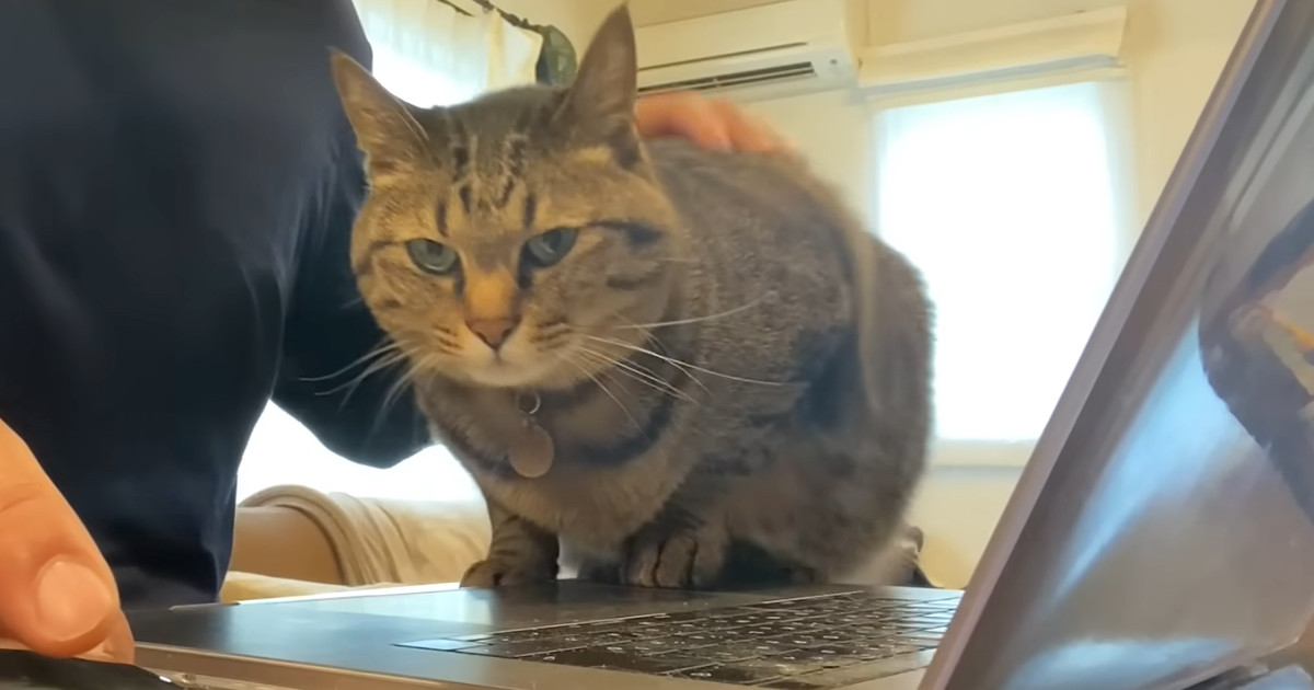パソコン作業をしたい飼い主vs甘えたい猫…思わず笑顔になる『攻防戦』が11万再生「めちゃくちゃ可愛い」「ずっと見ていられる」