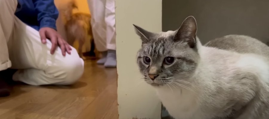 寂しい…！わんこたちの帰宅を静かに見守る猫ちゃん