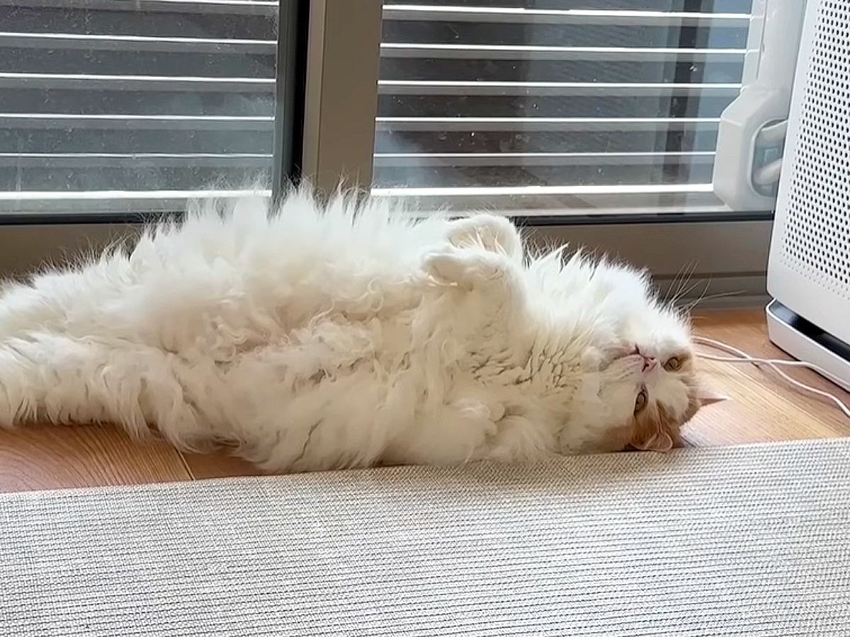 掃除をして疲れた飼い主→愛猫が起こした『追い打ち』に仰天…あまりにも『憎めない態度』に「面白すぎる」「かわいいから何でも許しちゃう」