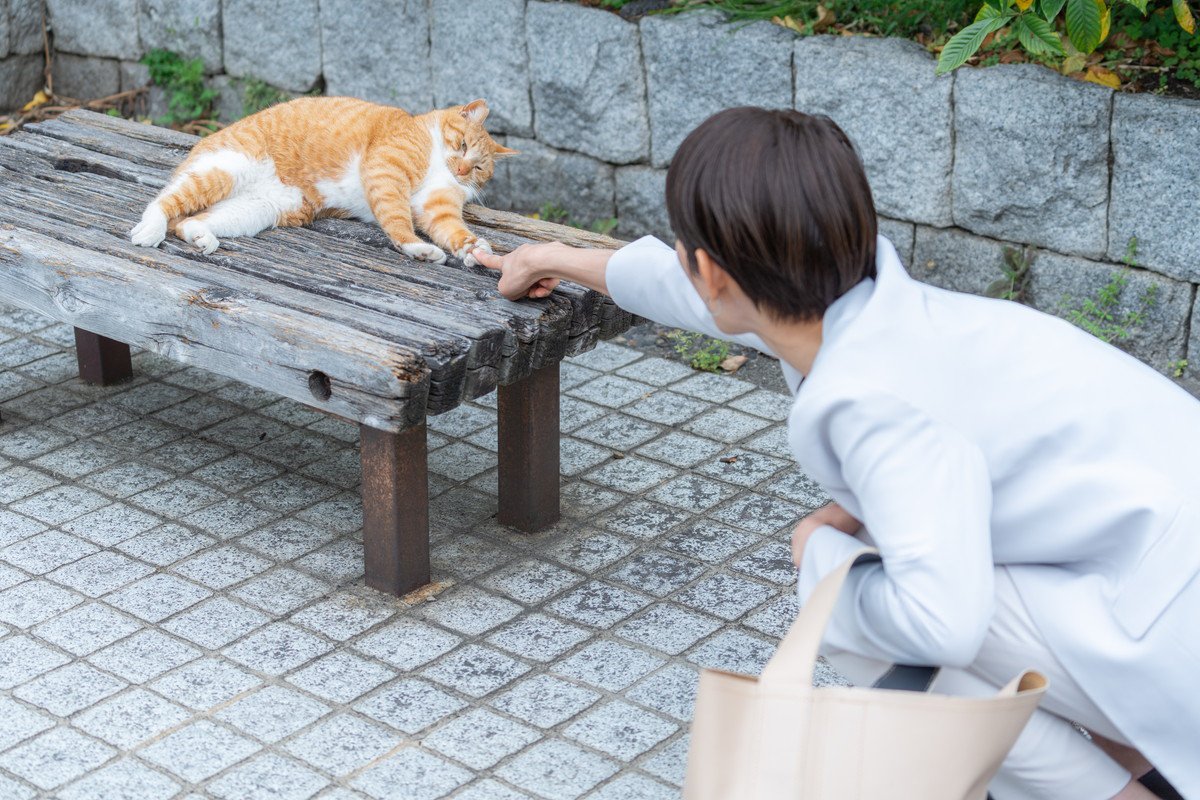 Googleマップの「5つ星の観光名所」は、地域住民に愛される茶トラ猫市長　英国