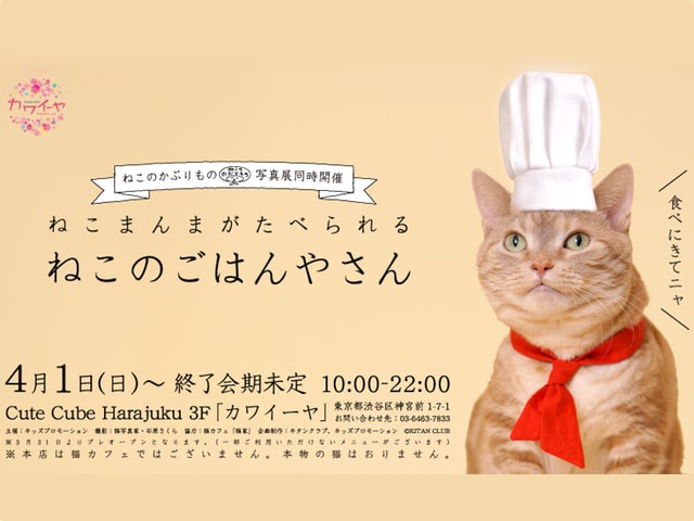 キュートな猫のかぶりものと食事が楽しめる『ねこのごはんや』について