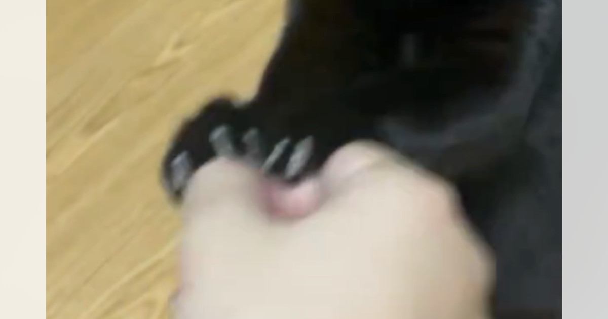 飼い主の遊びに付き合ってくれる黒猫→『顔』を見ると…可愛すぎる表情に６万いいね「なんとも言えない顔が可愛い」「笑ってしまった」と話題