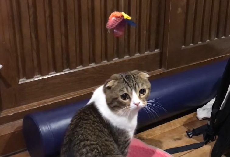 このおもちゃ気に入った！ひとりで遊び続ける猫さん！