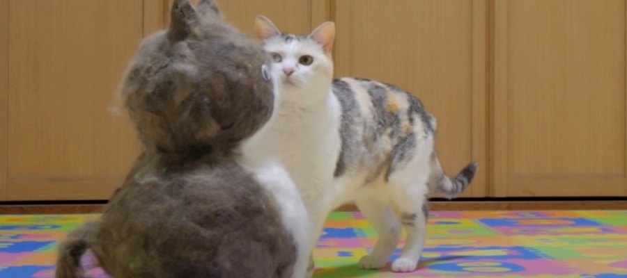 猫型オブジェを見た猫ちゃんの反応は？