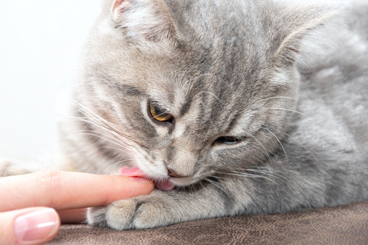 猫がなめたら危険な「飼い主さんが肌につけるもの」4つ　化粧水・ハンドクリーム・塗り薬…なめたときの対策も