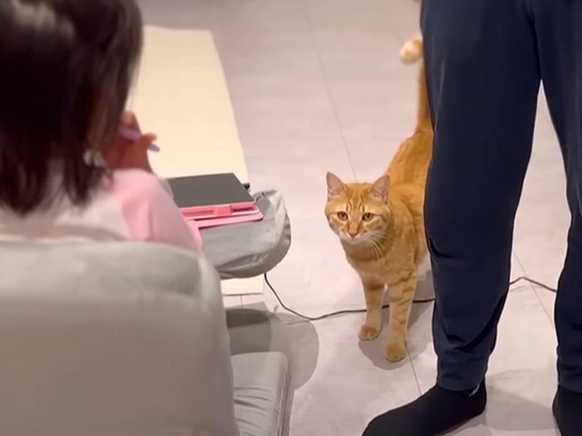 帰宅したパパが娘の名前を呼んでみたら、猫が…まさかの『可愛すぎる瞬間』が15万再生「家族だもんね」「人間の男の子に見えたｗ」の声