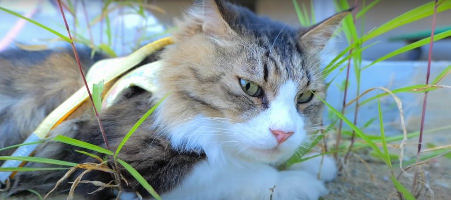 気付いたら花壇と一体化していた猫ちゃん