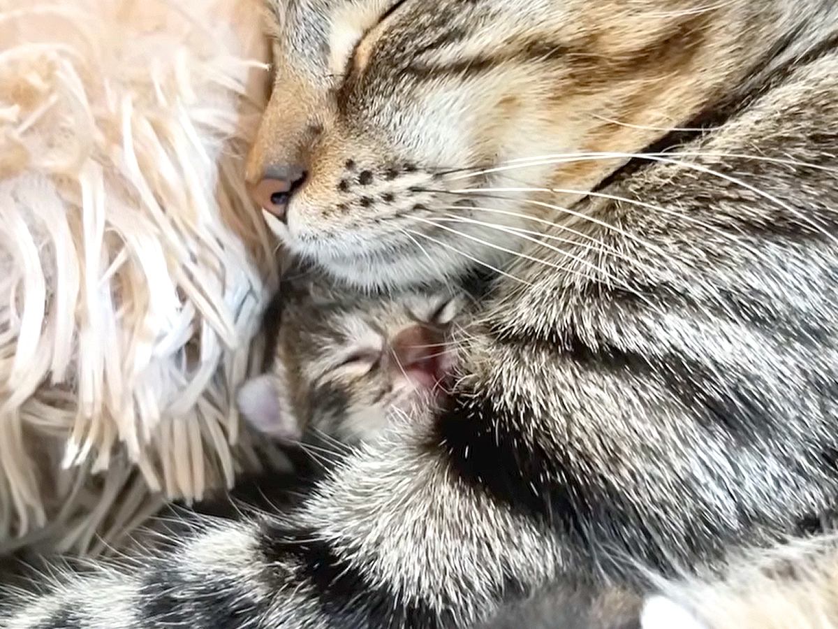 子猫５匹の『誕生から３歳になるまで』を記録した結果…涙があふれるほど素敵な『愛いっぱいの日々』に「今は見守る側だね」「みんな家族」
