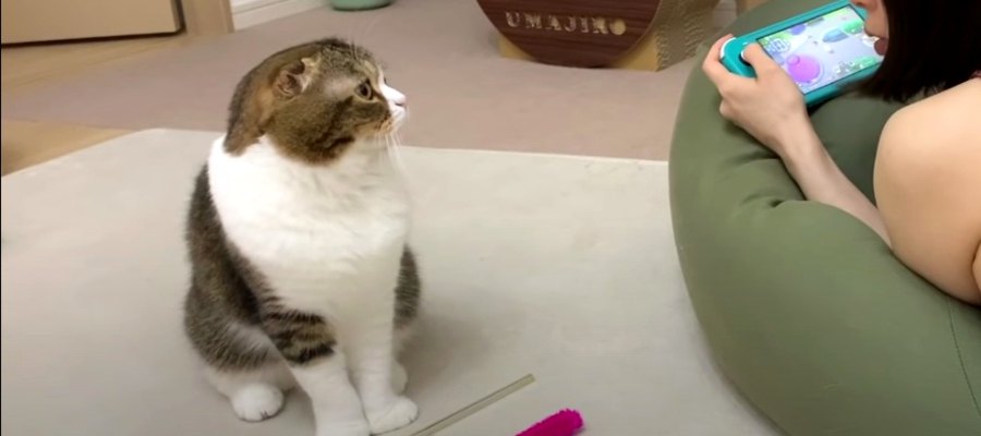 『構ってニャ～』アピールする猫さんがしてほしかったこととは？