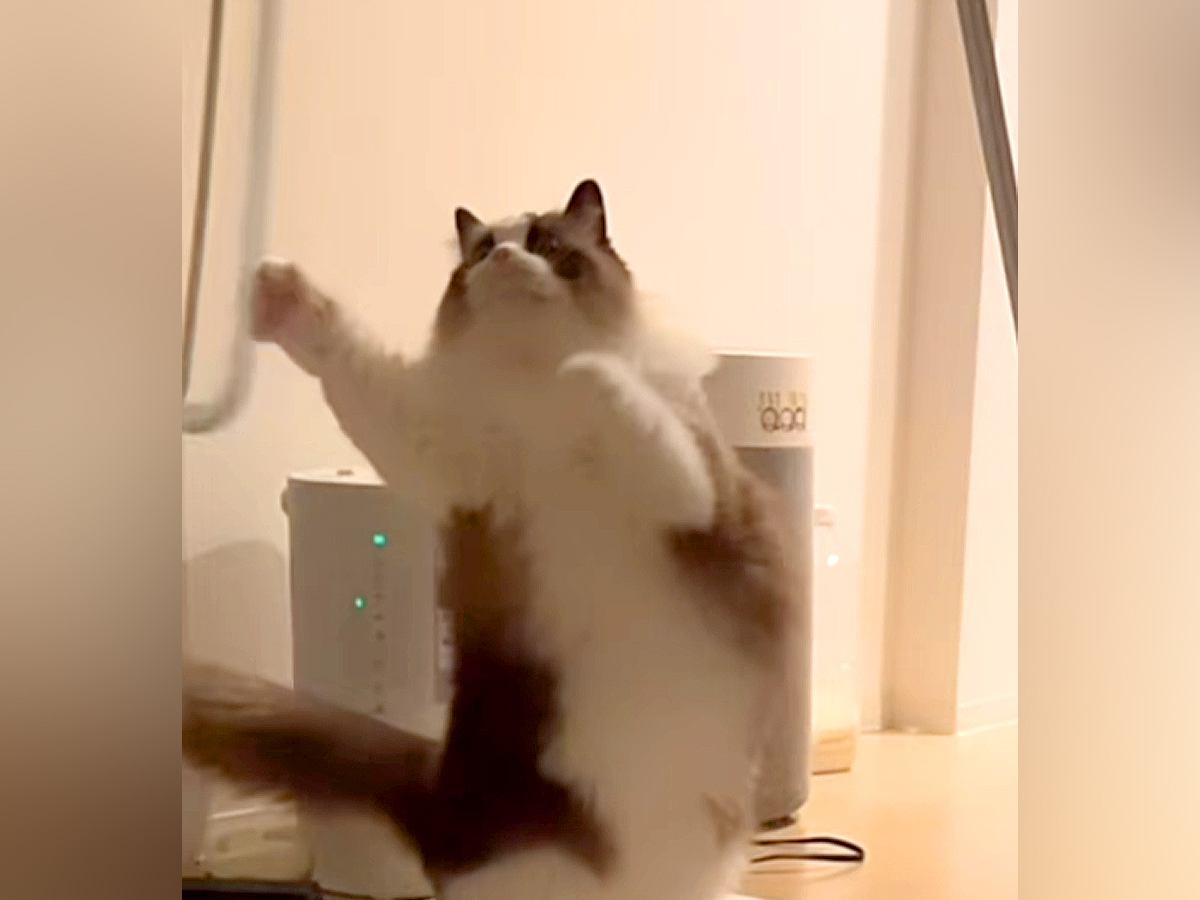 叱られると、いつも机の下に隠れてしまう猫→持ち上げてみた結果…思った以上に『感情がダダ漏れな様子』に反響「可哀想すぎてかわいいｗ」