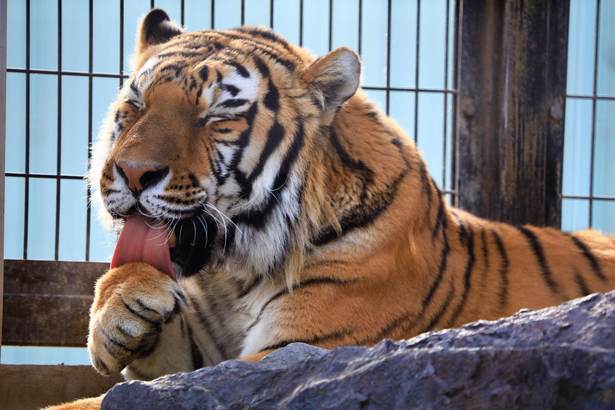 猫と『ネコ科動物』の違いや共通点6選 異なる習性からそっくりな行動までご紹介