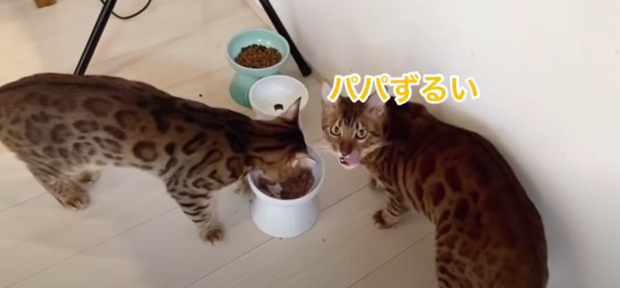 朝ごはんは戦い？お皿を引き寄せて食べちゃうパパ猫！