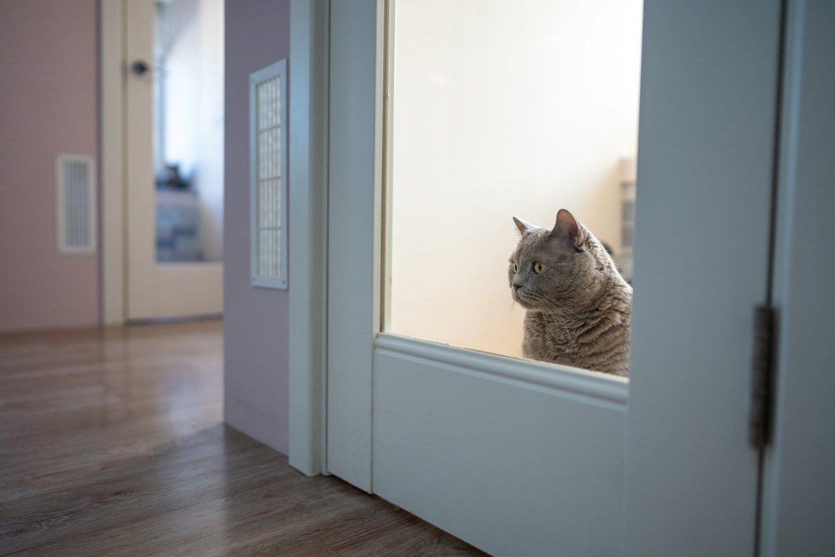 猫が『ペットホテル』で過ごすときの心理3つ　どんな気持ちになるの？お迎え後のケア方法まで