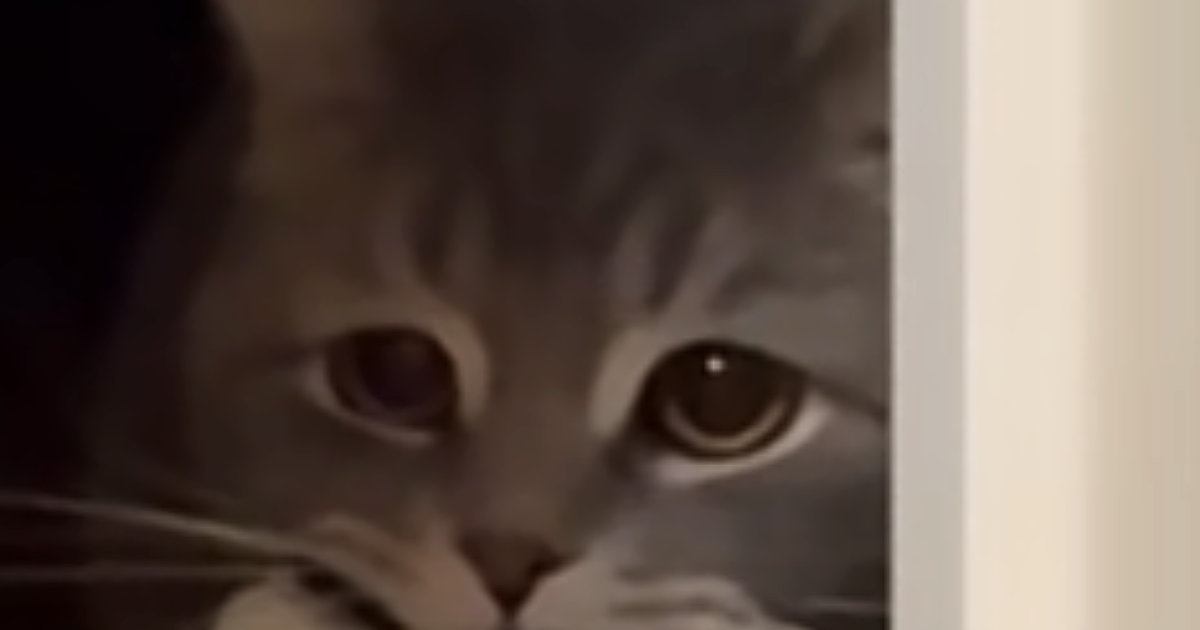 2階の寝室までやってきた猫→口元を見ると、『運んできたもの』とは…尊すぎる光景が48万再生「可愛くて泣ける」「寂しがり屋さんかな」