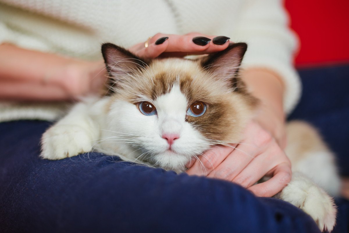 猫を『初めて飼う人におすすめ』の猫種4選！その特性やお迎えするための心構えを紹介