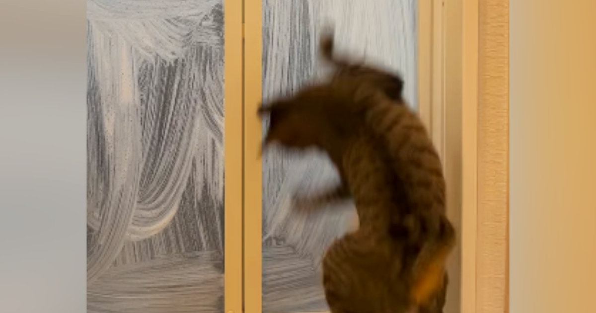 お風呂掃除中、『スポンジを追いかけ始めた猫』…『まさかの動き』が可愛すぎると16万再生「ステップやばいｗ」「ダンスを見ているみたいｗ」