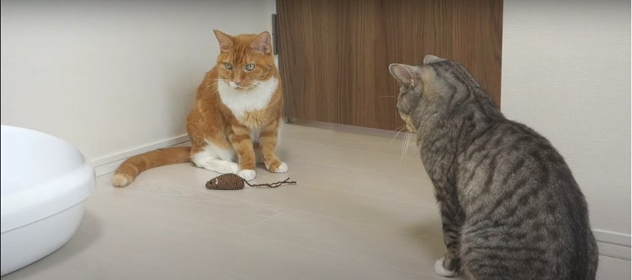 ありがとう！猫ちゃんとねずみさんのお別れ…