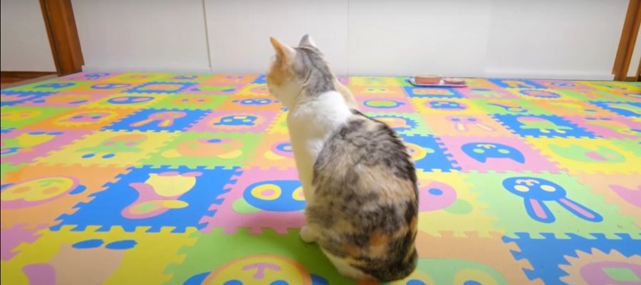 閲覧注意？！猫ちゃんのゲコゲコをスライディングキャッチ！