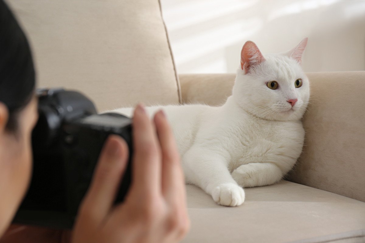 最悪失明することも…猫に『フラッシュ撮影』が危険な理由3選　上手に撮影する方法とは？