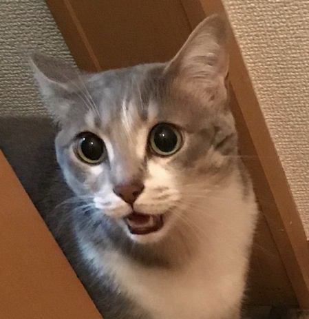 猫が飼い主をじっと見ながらニャアニャア鳴くときの心理３つ