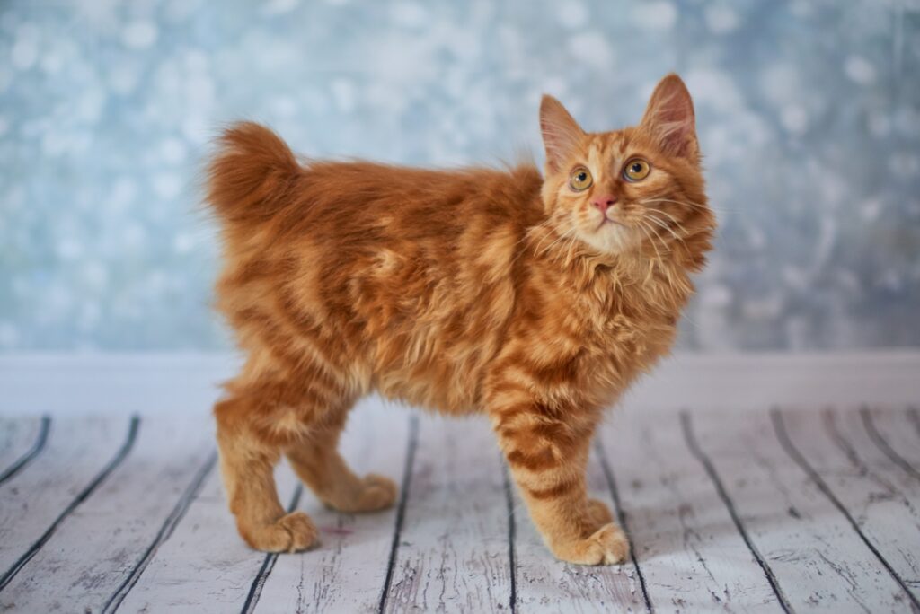 【獣医師監修】アメリカンボブテイルってどんな猫？特徴や性格から飼う前の注意点・価格相場まで徹底解説