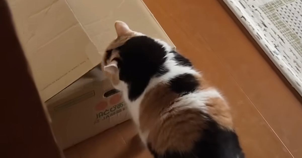 段ボール箱に入ることにした三毛猫→見守っていると…可愛すぎる光景に悶絶の声「ふふと笑ってしまったｗ」「変な声出た」と11万再生