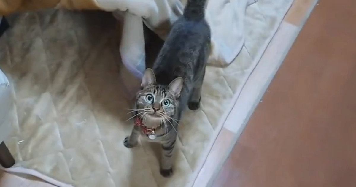 大事なモノを見つけると『こたつの中に入る猫』→もしやと思い、中を確認すると…驚きの光景に３万いいね「秘密基地で可愛い」「多くて笑った」