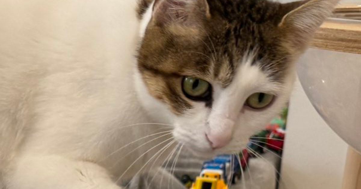 ソファの上に『ずらりと並べられたおもちゃ』→猫が通ろうとした結果…「めちゃめちゃ賢い」「優しすぎる～」驚きの光景に２万いいね