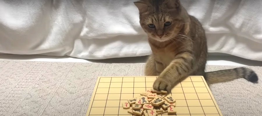 ルールを理解？！猫ちゃんと将棋崩しで勝負♪