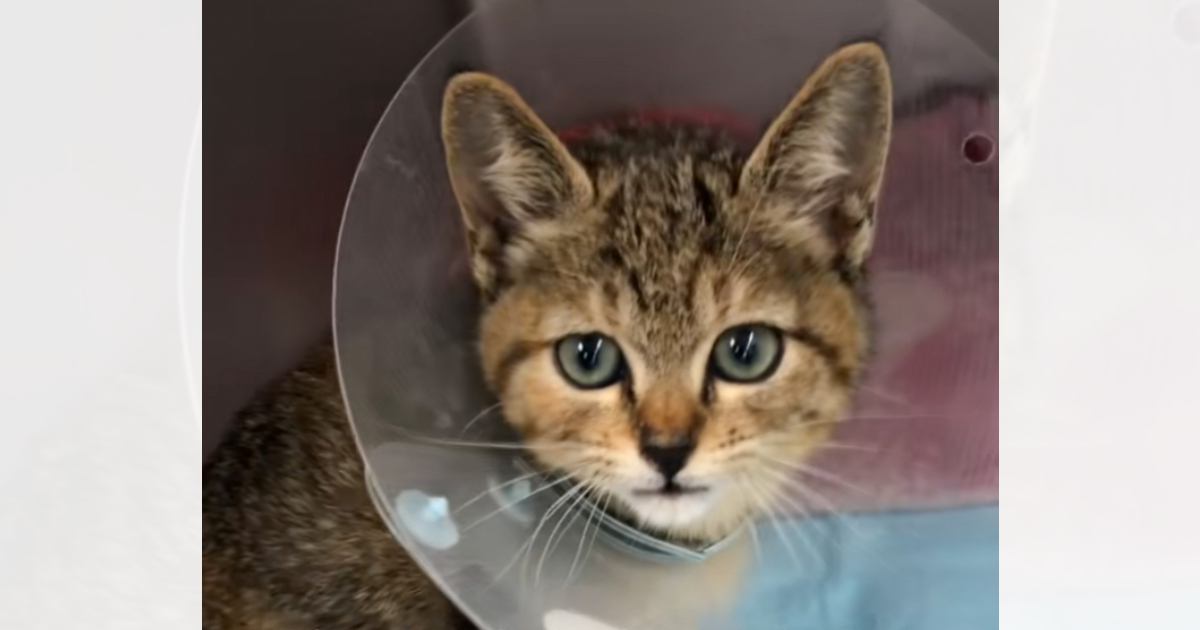 ひどい怪我をして道端で倒れていた猫を発見→『埋葬してあげよう』と拾い上げたら…涙あふれるエピソードが31万再生「号泣」「素敵すぎる」