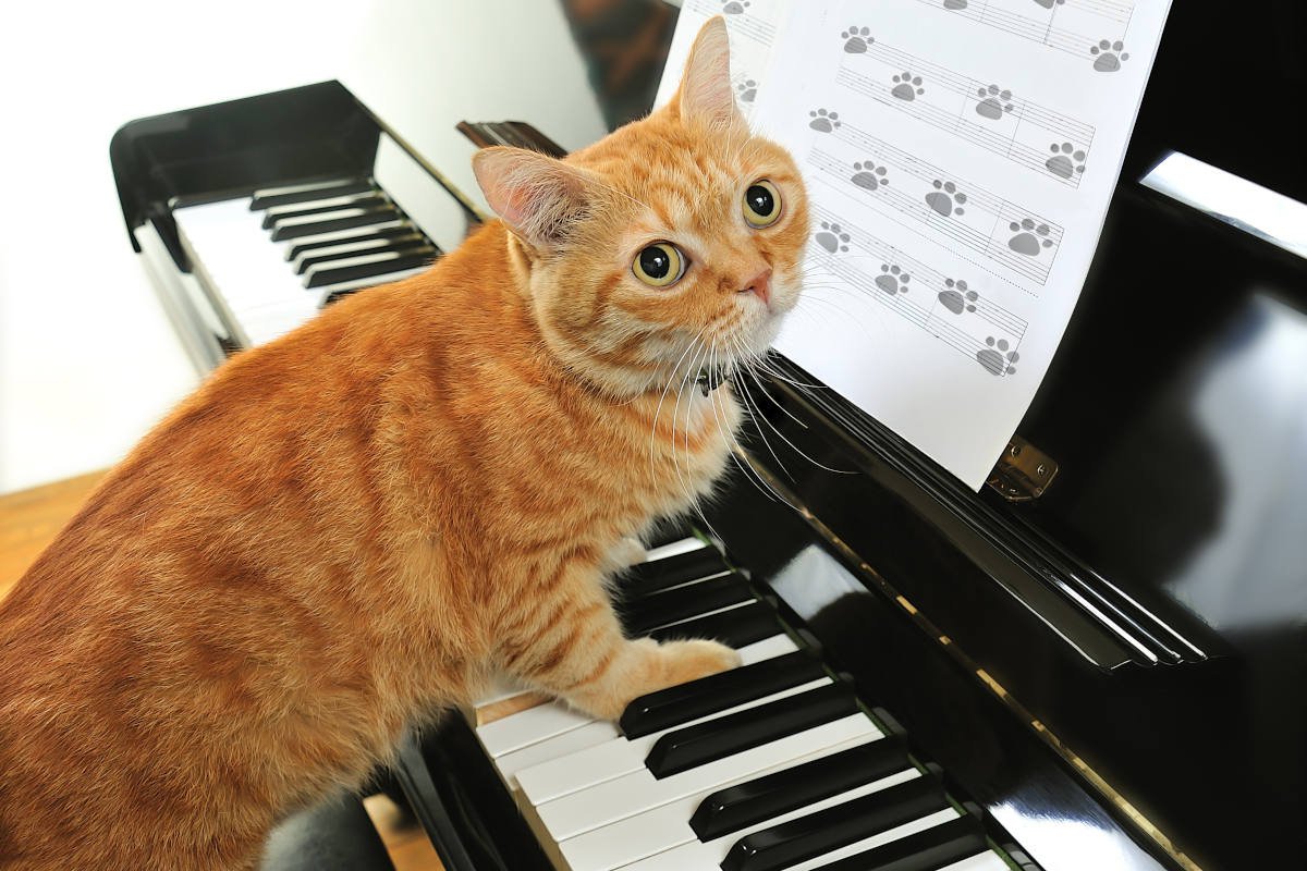 「ミャオ～ジック」は猫のストレスを和らげる？米大学の実験で明らかになった、音楽の可能性