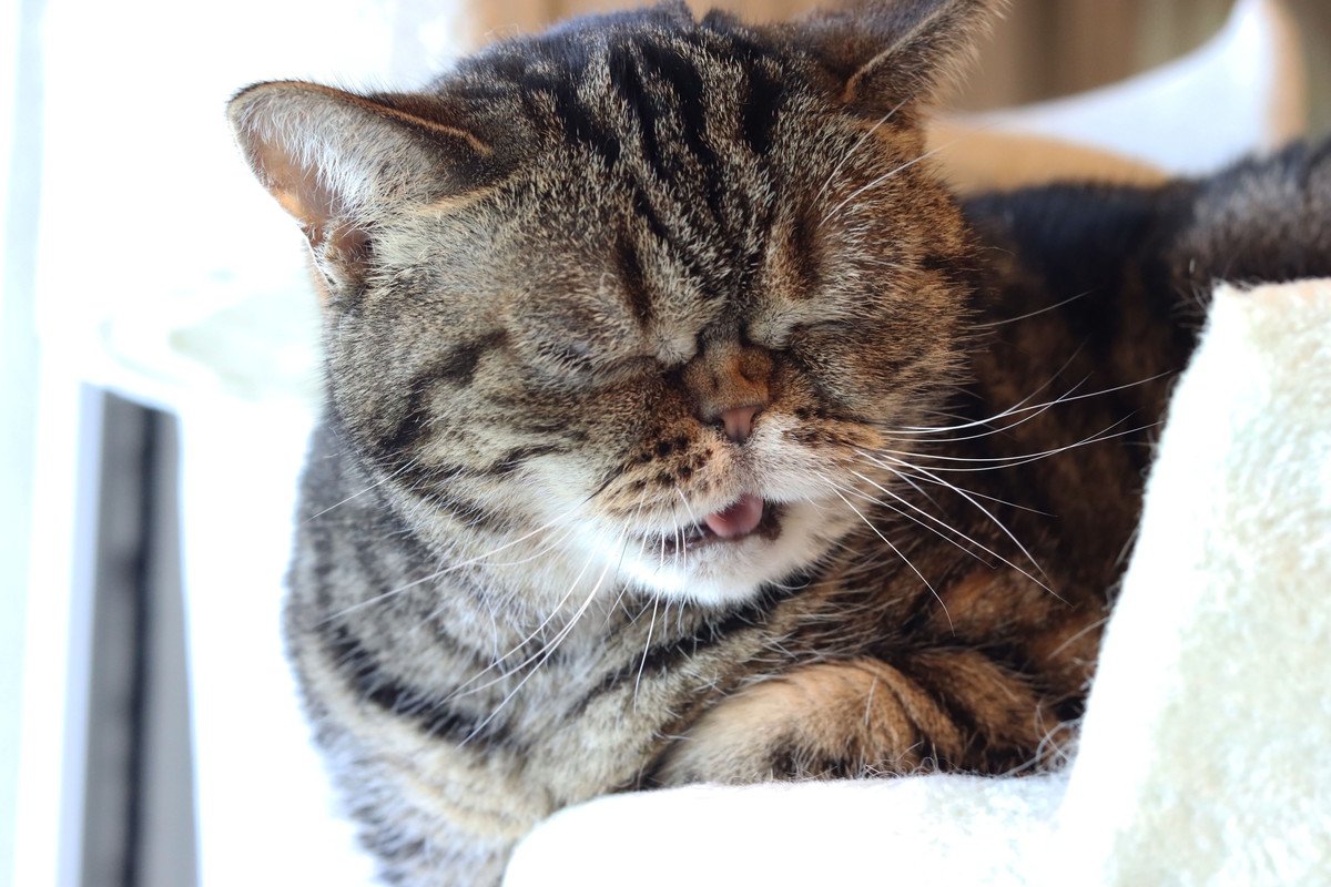 猫が出している『体調不良』のサイン4選　見分けるためのポイントから適切な対処法まで