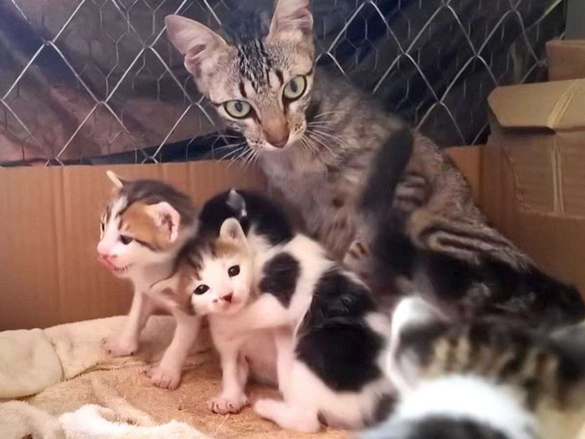 生後わずか10ヶ月の猫が出産しているのを発見→１ヶ月間見守った結果…『母親として子猫たちを守る姿』に感動「本当に素敵」「ありがとう」