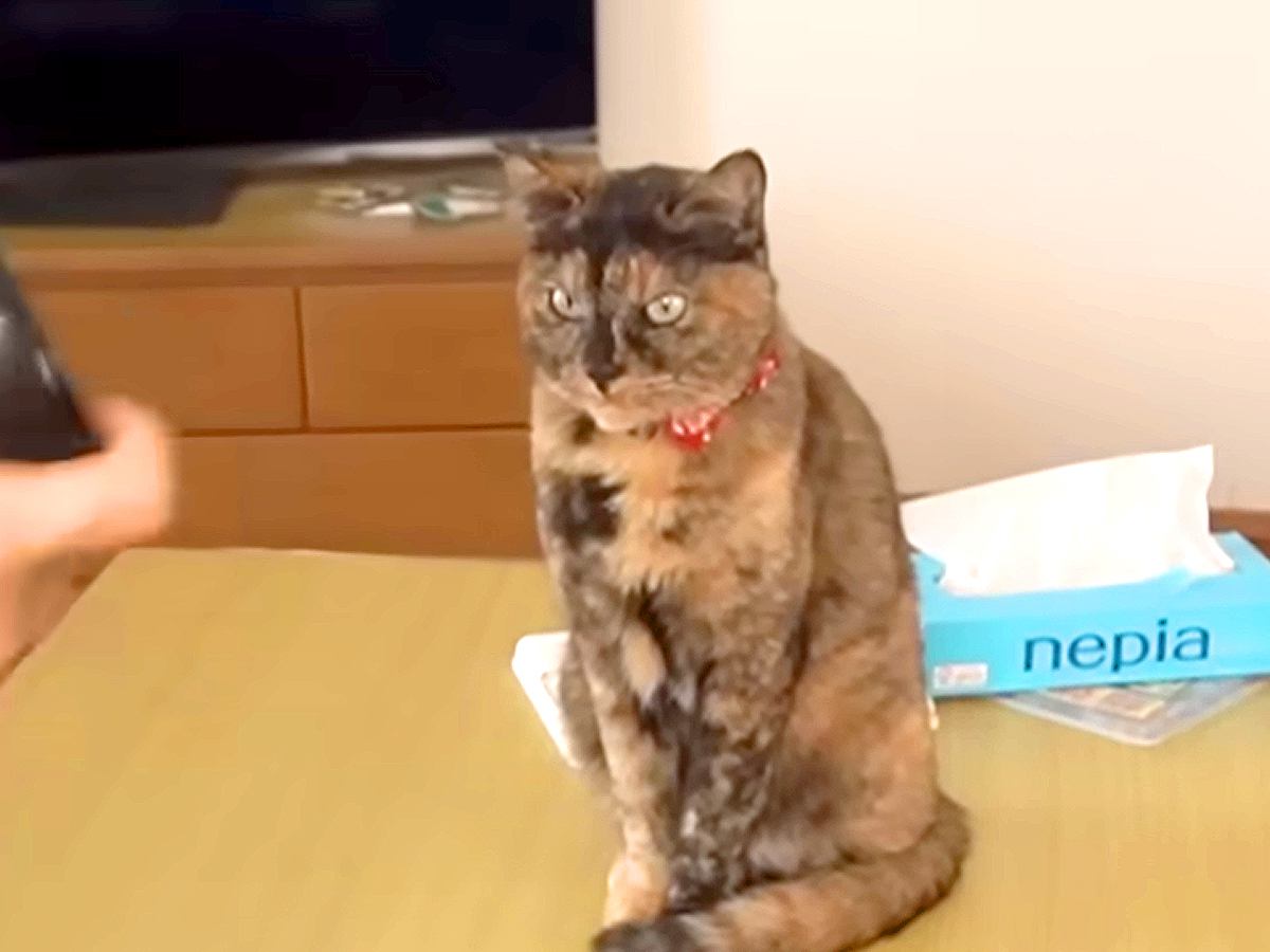 ２匹の元保護猫と暮らす夫婦→１日の様子を見てみると…幸せすぎる『穏やかな時間が流れる光景』に「健気」「めちゃくちゃ癒された」と反響