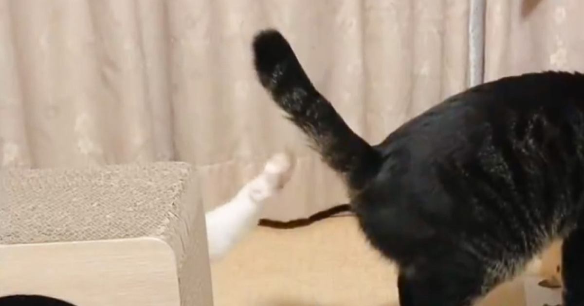 同居猫のおしりを触ろうと『頑張って手を伸ばした猫』…思わず笑っちゃう『まさかの瞬間』が72万表示「少し悲しいｗ」「可愛すぎるねｗ」