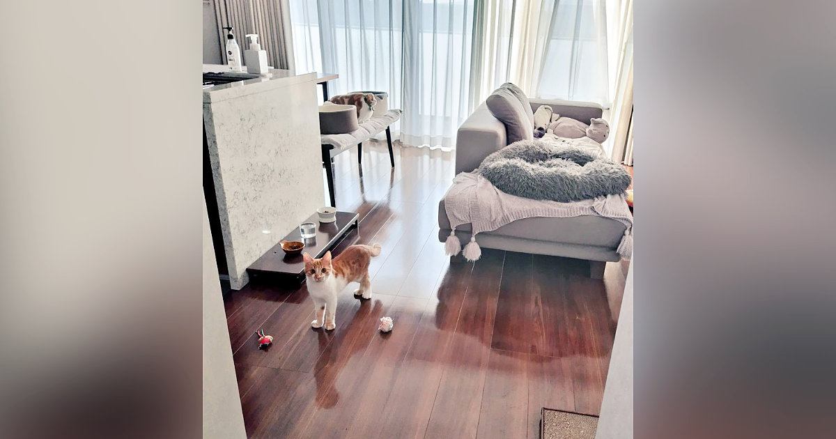 まだまだ幼い子猫→『足』に注目してみると……思わず笑みがこぼれる『可愛い光景』に２万いいね「将来デカ猫になりそうｗ」「ほんまやぁｗ」