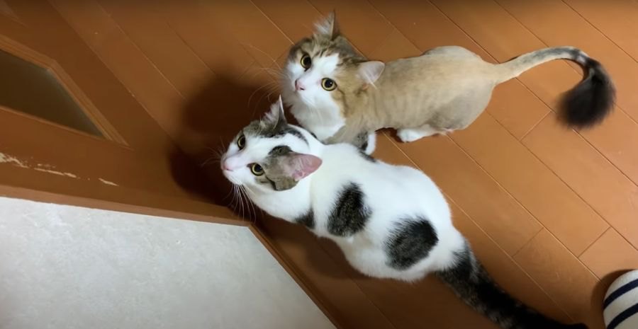 「開けドア」が通用しなくなった猫ちゃんたち