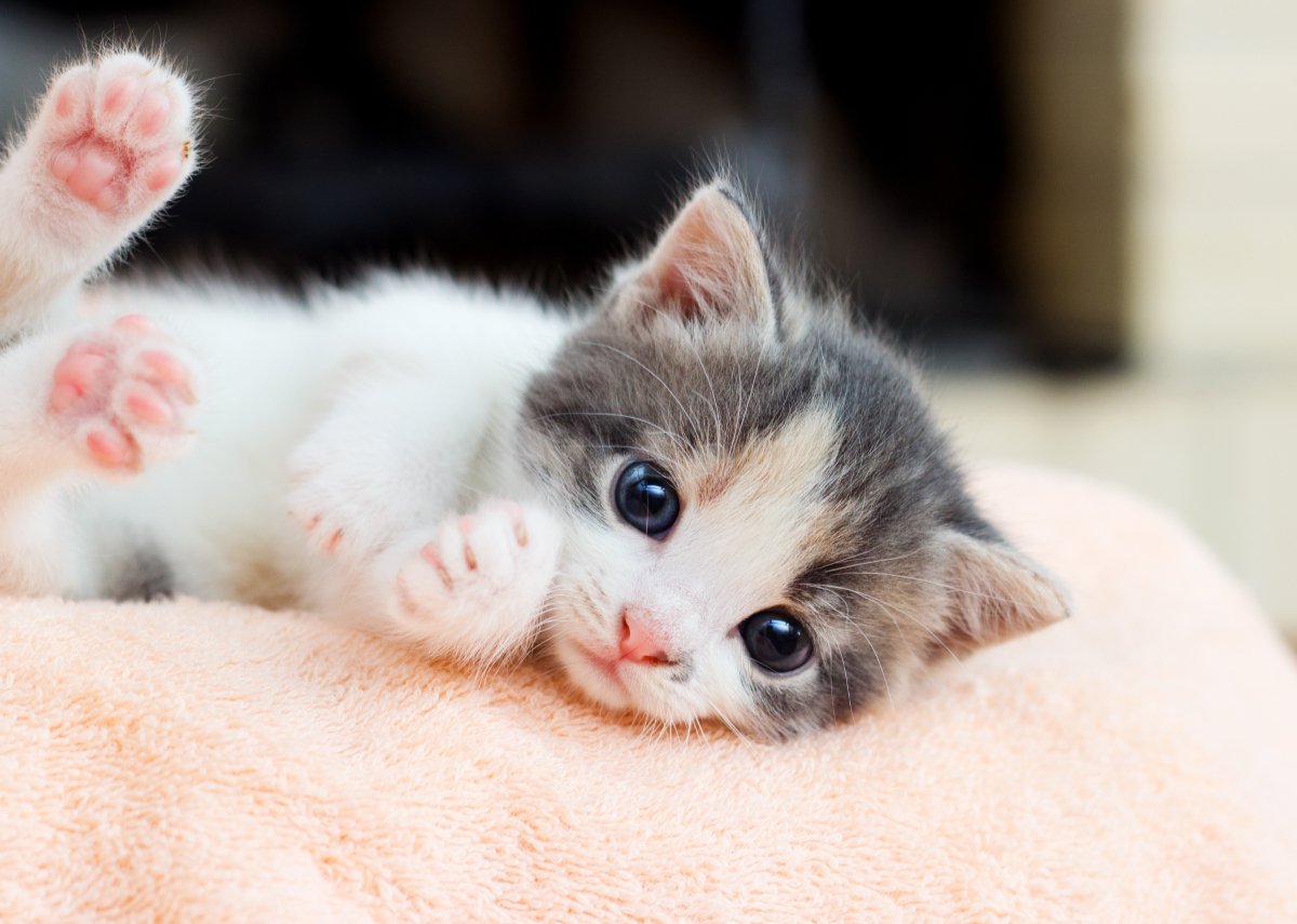 『子猫から成猫』になる過程で起こる変化5選　オトナに成長したサインや見直したいお世話のポイント