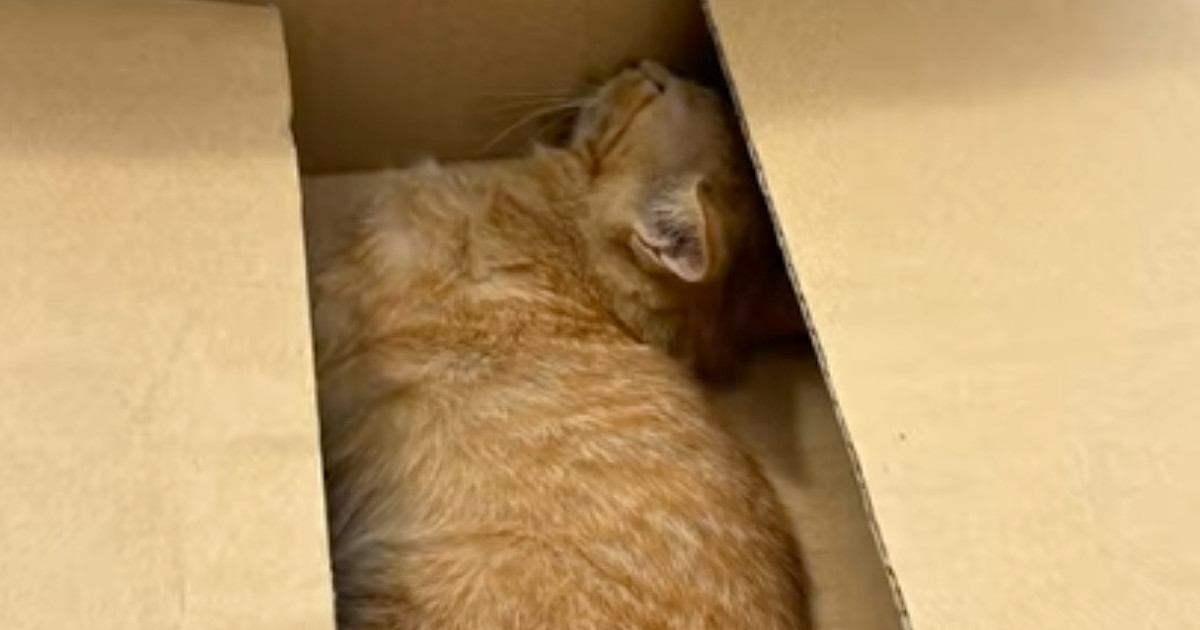 道路で『動けなくなっていた子猫』を発見→仕事のため一度離れるも、戻った結果→泣ける話が67万再生「運命だね」「見つけてもらえてよかった」