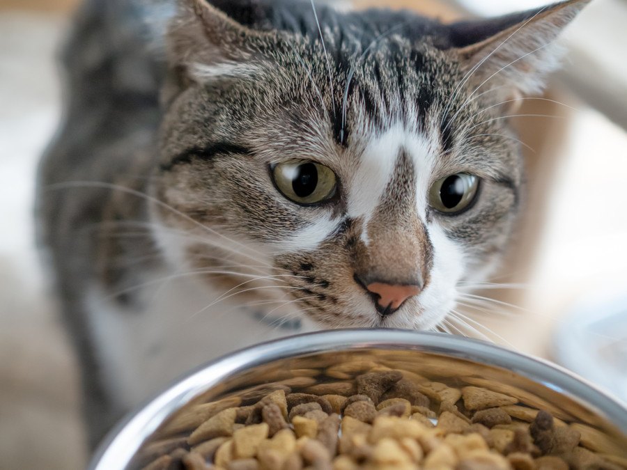 愛猫のためのちょい足し『トッピングご飯』3選