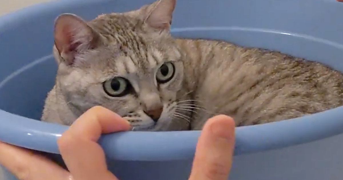 お風呂場の小さな桶でくつろぐ猫→『同居猫』がやってくると…まさかの展開に「絶望に溢れた顔で草」「気持ちが伝わってくるｗ」と14万再生