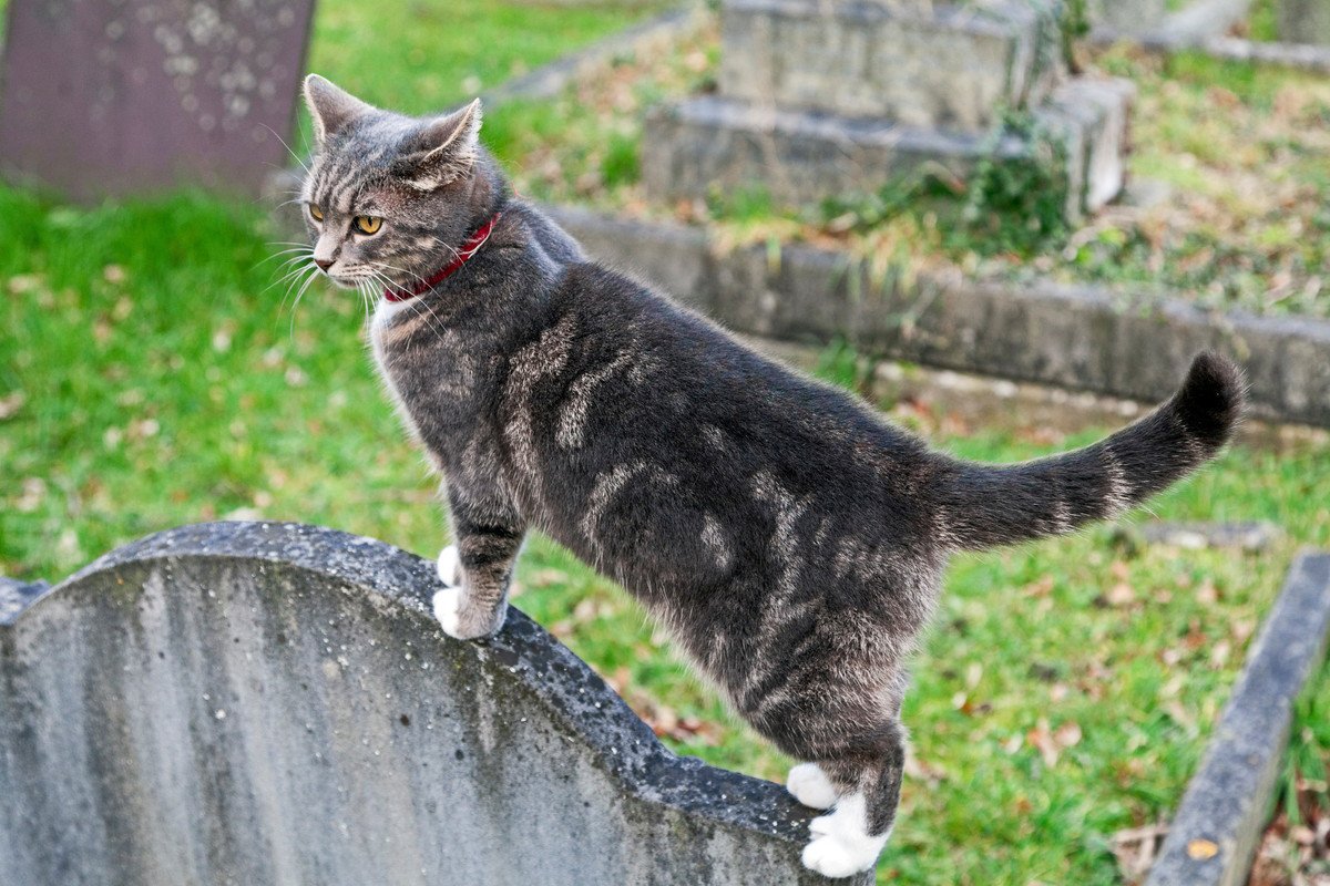 亡き愛猫と過ごす静かな時間…米国最古の「ペット墓地」は動物を愛した人たちの救いの場だった　米国