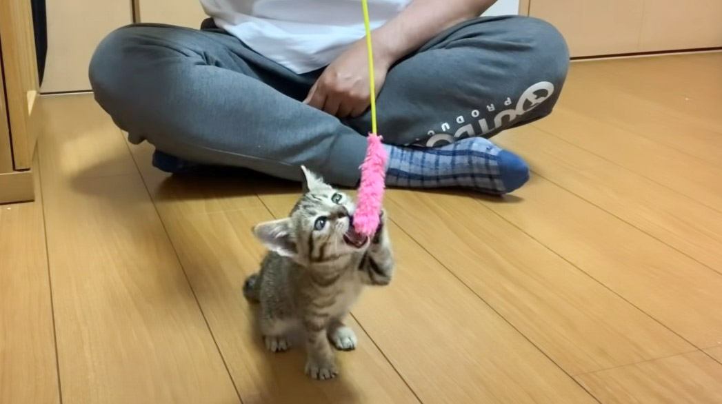 保護4日目の子猫と『猫じゃらし』で遊んだら…無邪気な姿に15万再生「幸せになってくれ」「可愛くてため息」悶絶の声続出