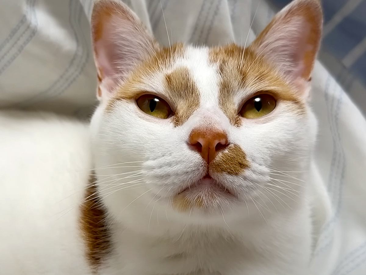 ベッドにいる２匹の猫→愛してやまないママがやってくると…泣けるほど尊い『まさかの光景』に「ゴロゴロが可愛い」「最高です」と絶賛の声
