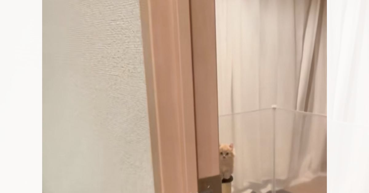 『静かになった子猫』が心配になり様子を見に行った結果…まさかの光景が103万再生「たしゅけてって感じｗ」「可愛くてたまらんｗ」