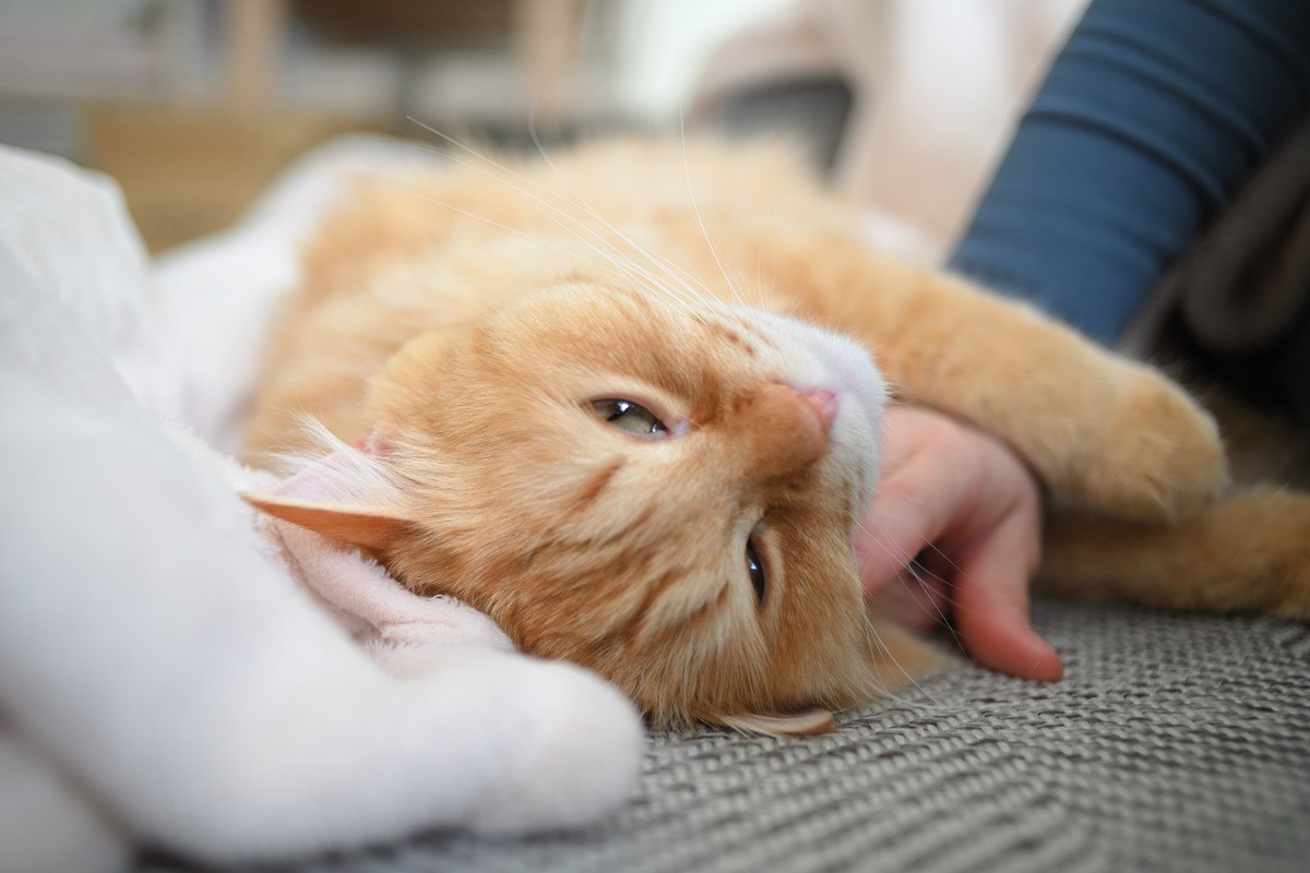 『ひとりっ子』が向いている猫の特徴4選　多頭飼育は負担になるかも…飼育上の注意点も
