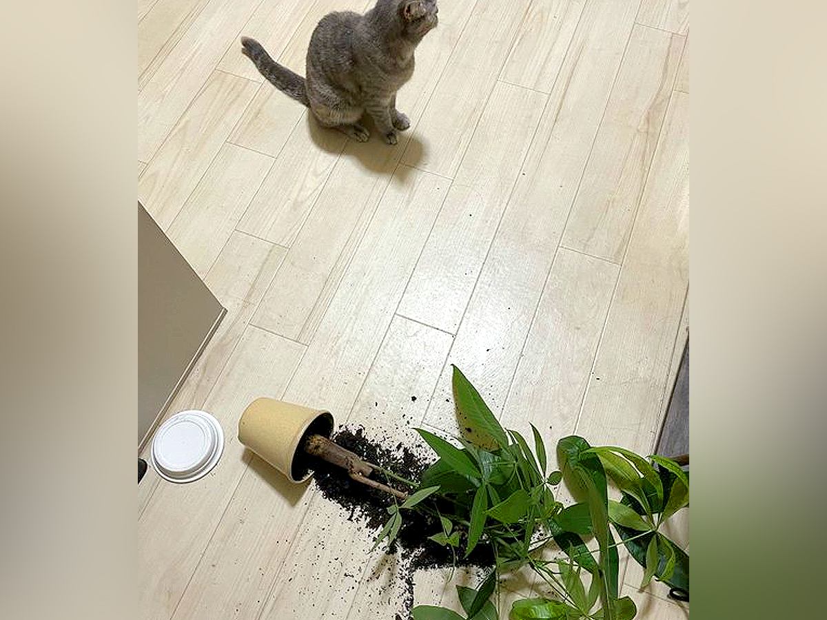 『黙秘します』床に倒れた観葉植物→ネコがそばにいて…『犯行現場の様子』が17万表示「自分じゃなさそうな感じ見せてるｗ」「推定無罪」
